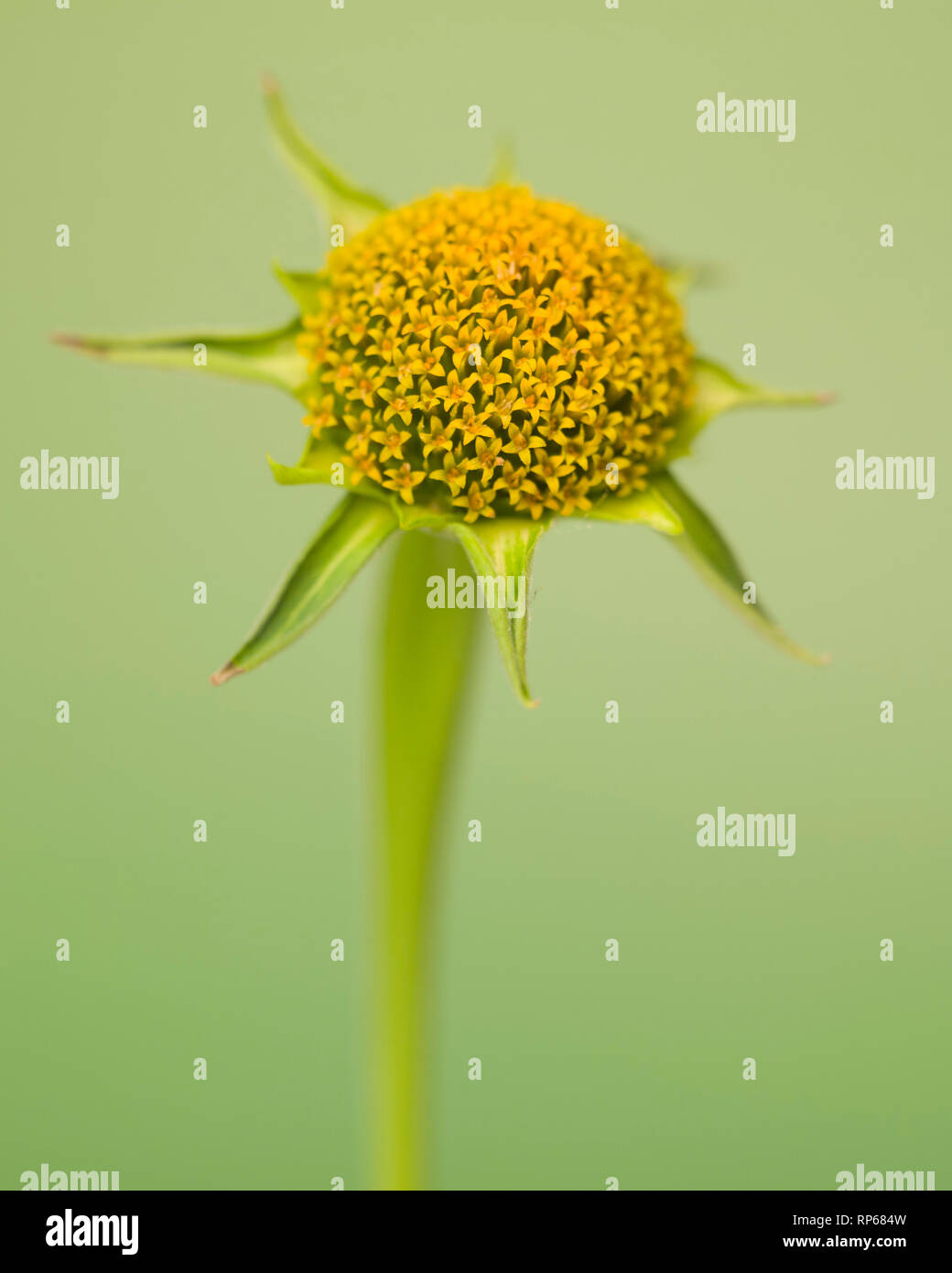 Mexikanische Sonnenblume, Tithonia rotundifolia, keine Blütenblätter gegen Grüner Hintergrund Stockfoto