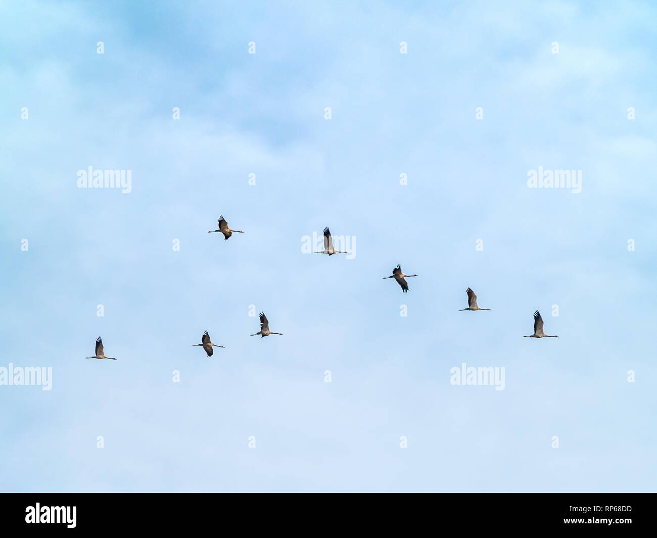 Eine Herde von Kranichen (Grus Grus) fliegen in den bewölkten Himmel Stockfoto