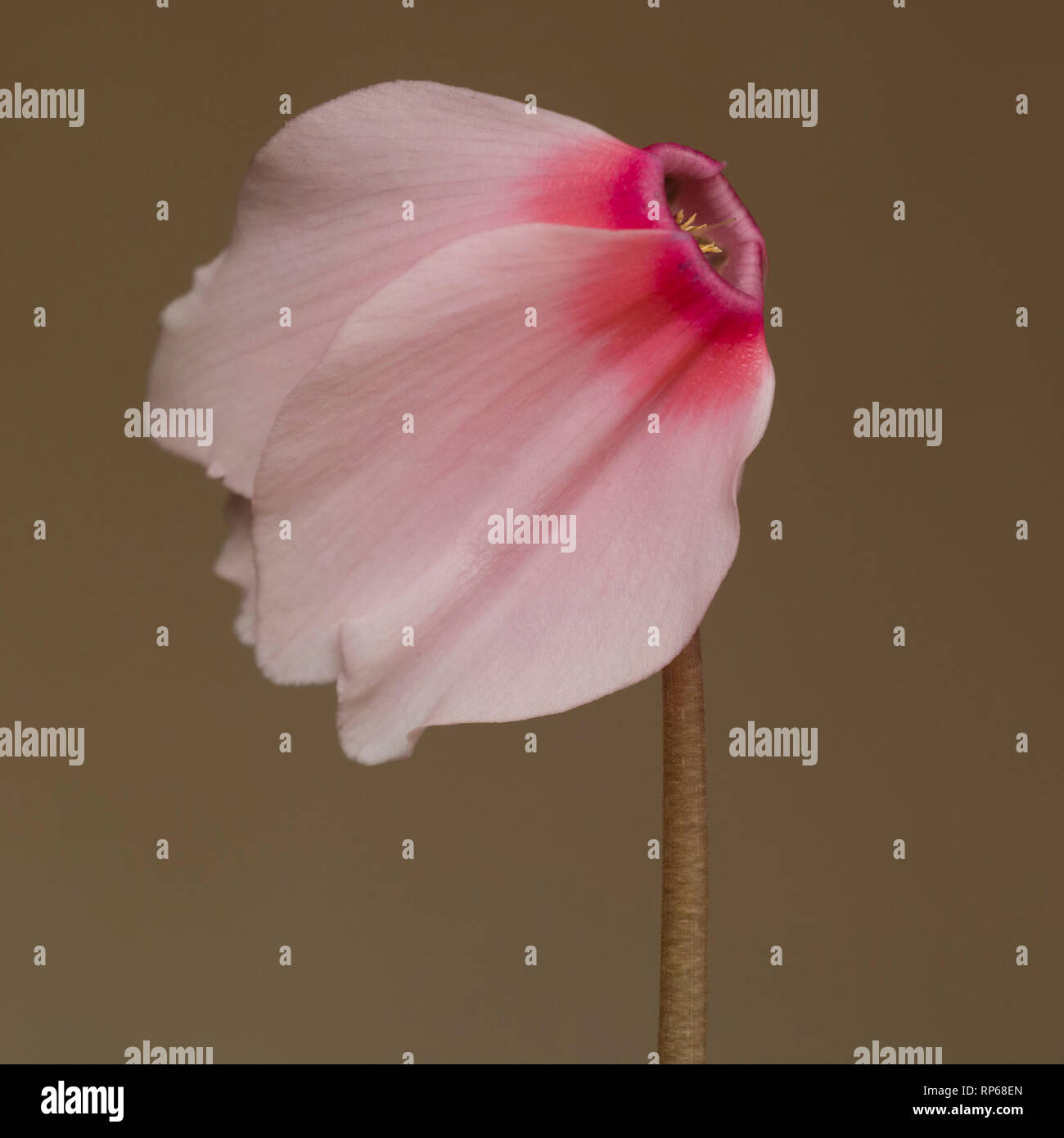 Rosa persische Alpenveilchen, Cyclamen persicum, gegen Tan Hintergrund Stockfoto