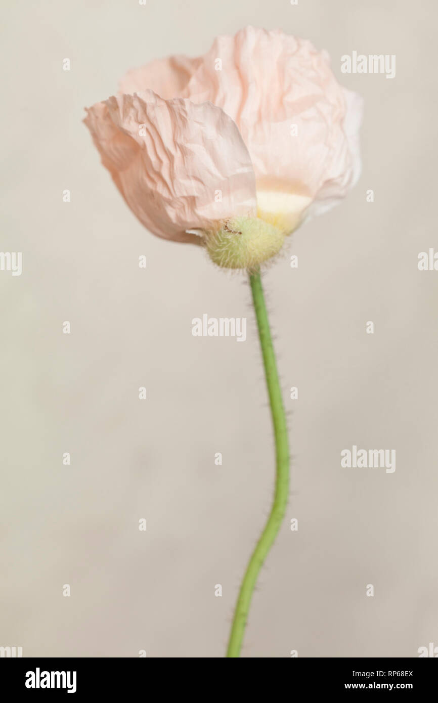 Rosa Mohnblume, Papaver somniferum, gegen Tan Hintergrund Stockfoto