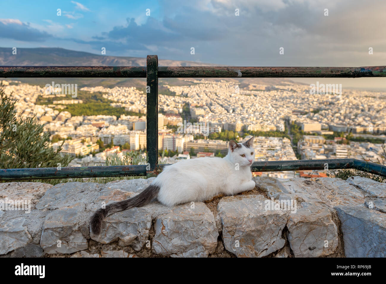 Eine Katze auf eine Wand der Lycabettus Hügel in Athen, Griechenland sitzen Stockfoto