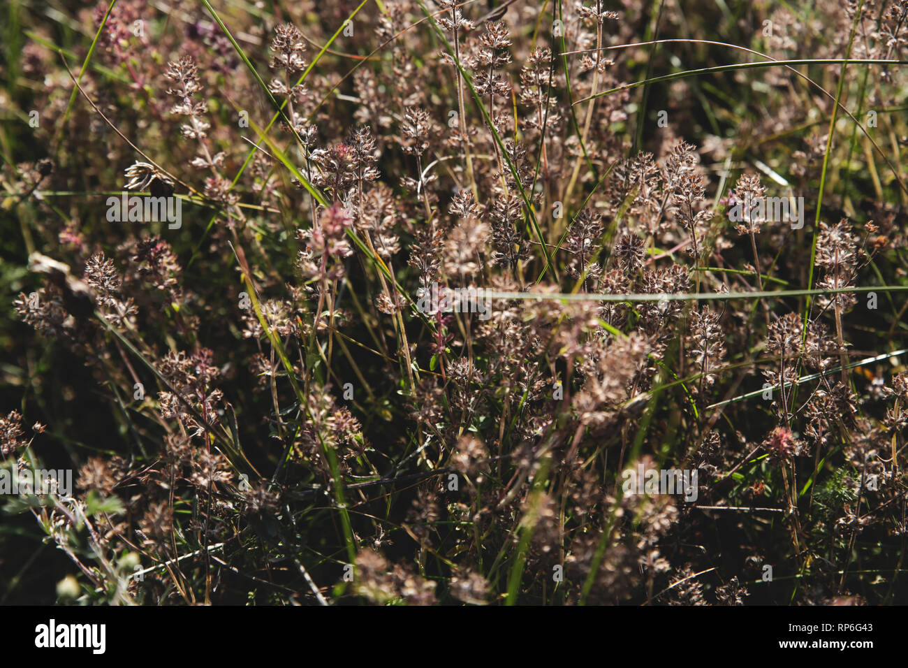 Organische Berg blossom Kräuter Stockfoto