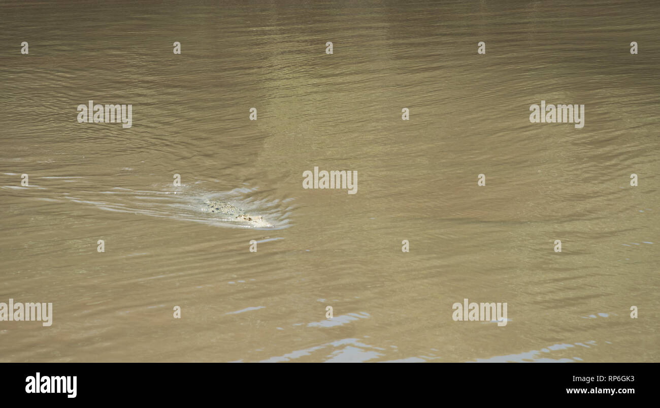 Weiß Salzwasser Krokodil, mit hypomelanism, Schwimmen in den Adelaide River im Northern Territory von Australien Stockfoto