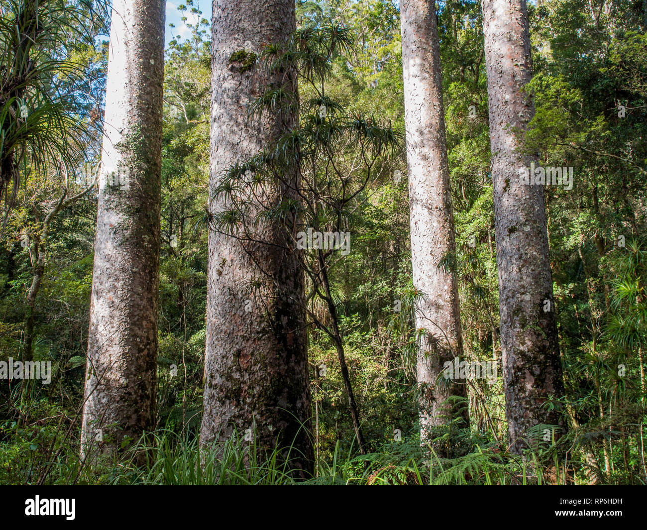 Kauri, die Baumstämme in Puketi Wald, Northland, Neuseeland Stockfoto