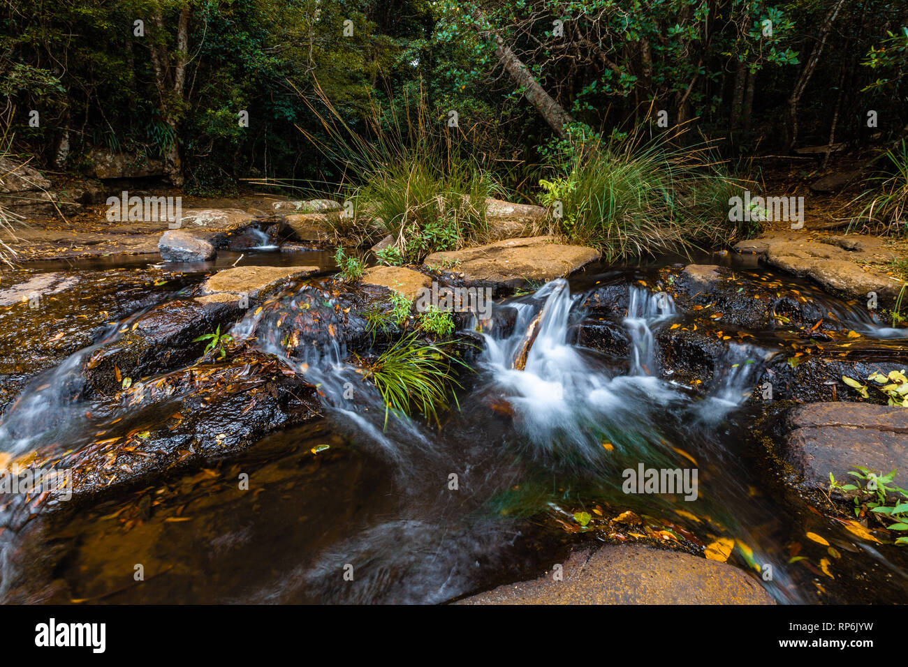 Kleiner Wasserfall in einem sprudelnden Bach in gemäßigten Regenwald Stockfoto