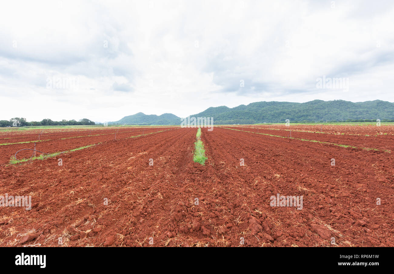 Landwirtschaft mit Bewässerung, gepflügten Feldes für die Anpflanzung von Mais Saatgut in Thailand vorbereitet Stockfoto