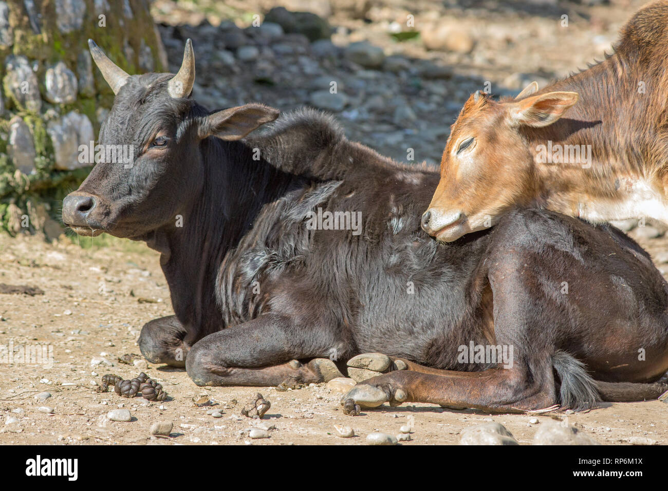Rinder verhalten. Zebu (Bos indicus). Ruhe, Kauen der cud. Präsentation behavioral Aussehen der gegenseitigen Zuneigung zwischen zwei Tieren. Nordindien. ​ Stockfoto