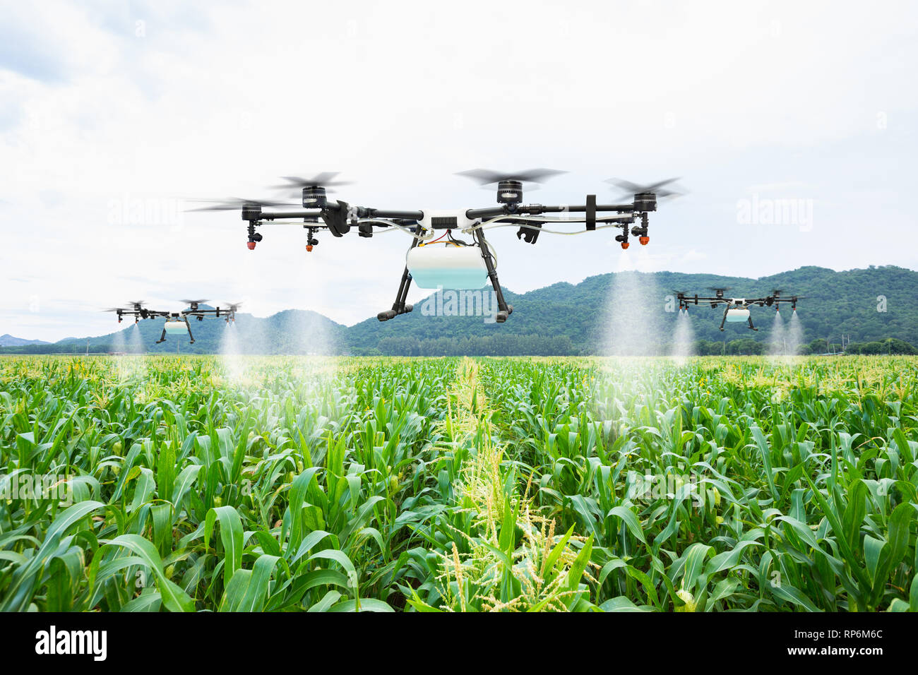 Landwirtschaft Drohne fliegen Dünger auf die Felder gesprüht Zuckermais Stockfoto