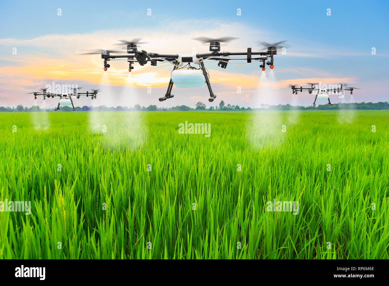 Landwirtschaft Drohne fliegen Dünger auf die Felder gesprüht Reis Stockfoto