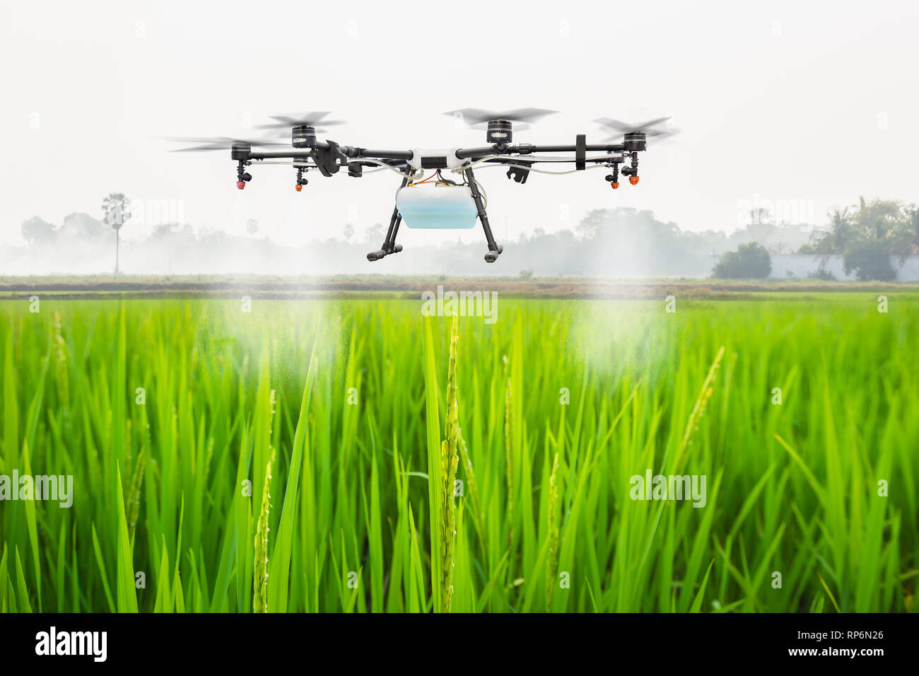 Landwirtschaft Drohne fliegen Dünger auf den Reisfeldern zu gesprüht, Smart farm Konzept Stockfoto