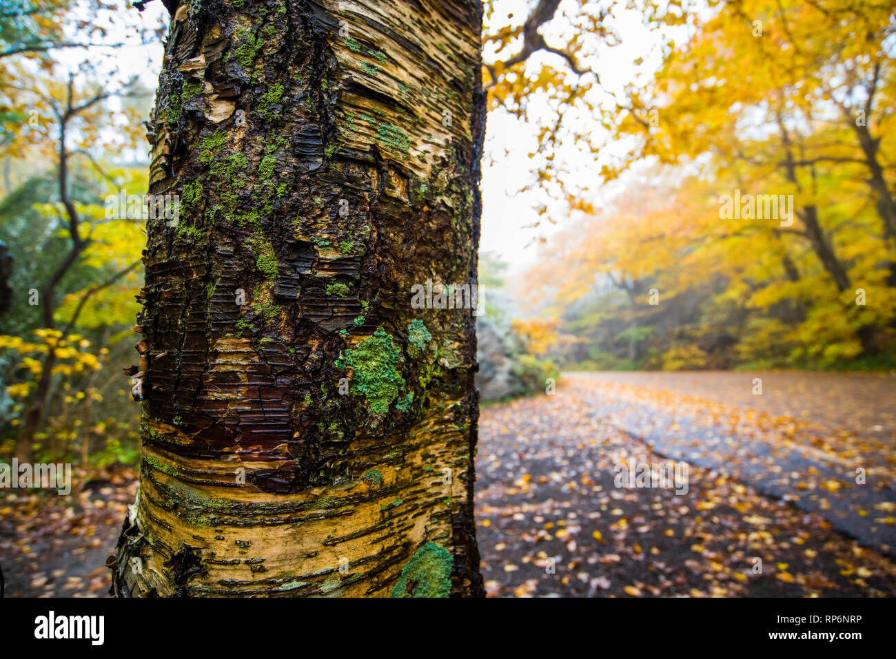 Baumrinde w/moss Nahaufnahme im Herbst in Vermont in Smuggler's Notch Mountain Road Stockfoto
