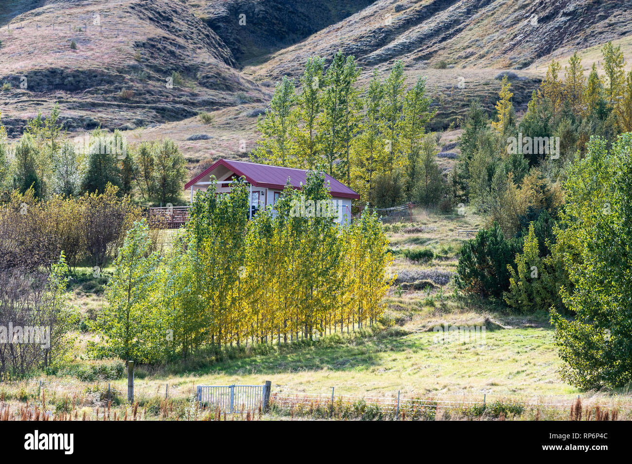 Kleines Haus In Der Nahe Von Strasse Landstrasse 31 In Laugaras Island In Golden Circle Mit Herbst Laub Auf Den Baumen Gelbe Blatter Landschaft Stockfotografie Alamy