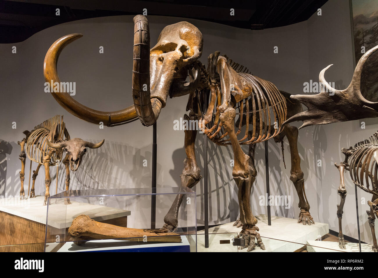 Fossilen Skelette eines Mammuts (Mammuthus primigenius). Säugetiere von Eiszeit aufweisen. Die Field Museum. Chicago, Illinois, USA. Stockfoto