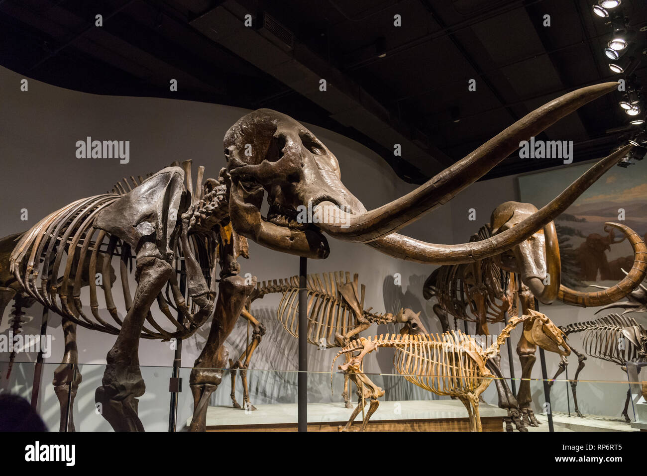 Fossiler Skelette von Mastodon und Mammuts. Säugetiere von Eiszeit aufweisen. Die Field Museum. Chicago, Illinois, USA. Stockfoto
