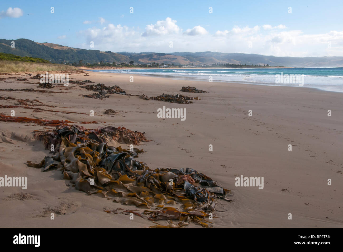 Kelp gewaschen bis auf den Ocean Beach bei Marengo, Great Ocean Road, Victoria, Australien Stockfoto