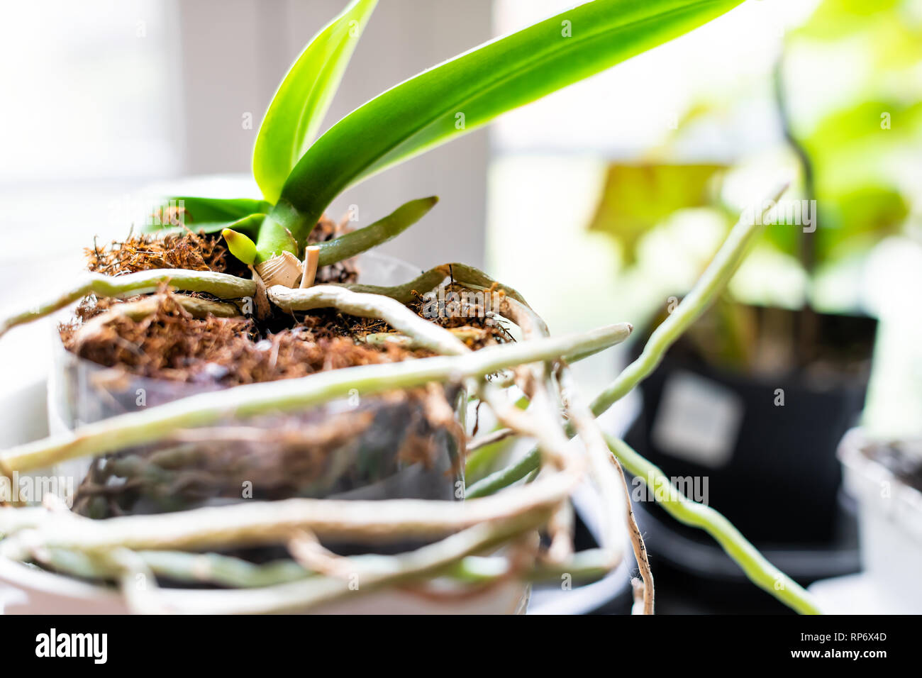 Nahaufnahme von orchid Wurzeln und Blätter im Blumentopf auf der Fensterbank im Zimmer Garten im Haus Stockfoto