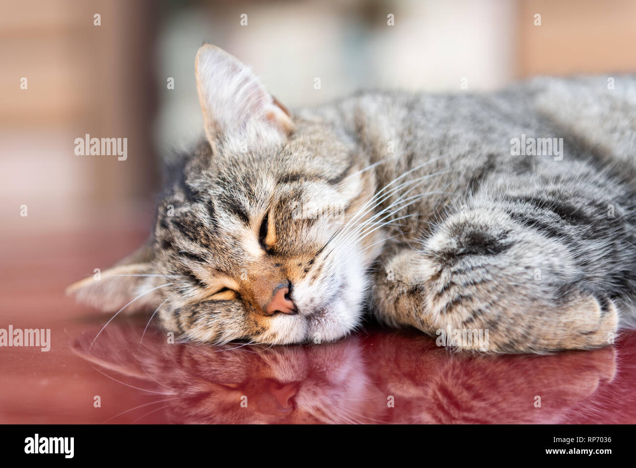 Cute tabby cat face Makro Nahaufnahme schlafen, die auf der Oberseite von rotes Auto mit Reflexion auf der Straße in Lemberg oder Lvov, Ukraine Altstadt Stadt und niemand Stockfoto