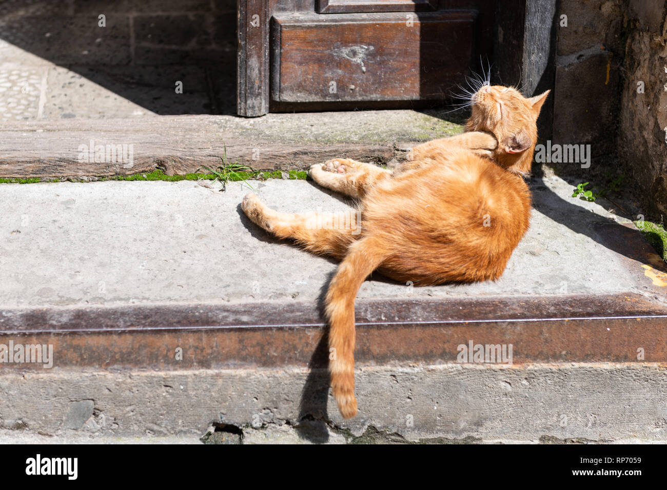 Lustige streunende orange Ingwer ein Cat grooming kratzen Ohren auf Bürgersteig Straße in der Nähe von Gebäude Haus in Lemberg, Ukraine sitzen Stockfoto