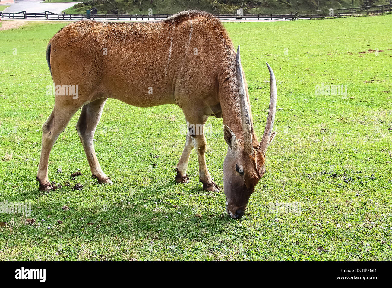 Gemeinsame Eland (Tauro Oryx), auch bekannt als die südlichen Eland oder Eland-Antilopen Stockfoto