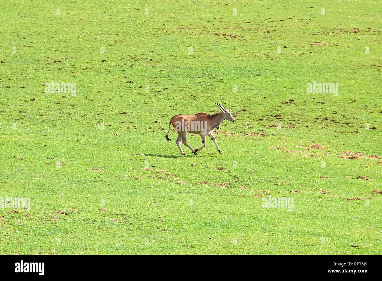 Gemeinsame Eland (Tauro Oryx), auch bekannt als die südlichen Eland oder Eland-Antilopen Stockfoto