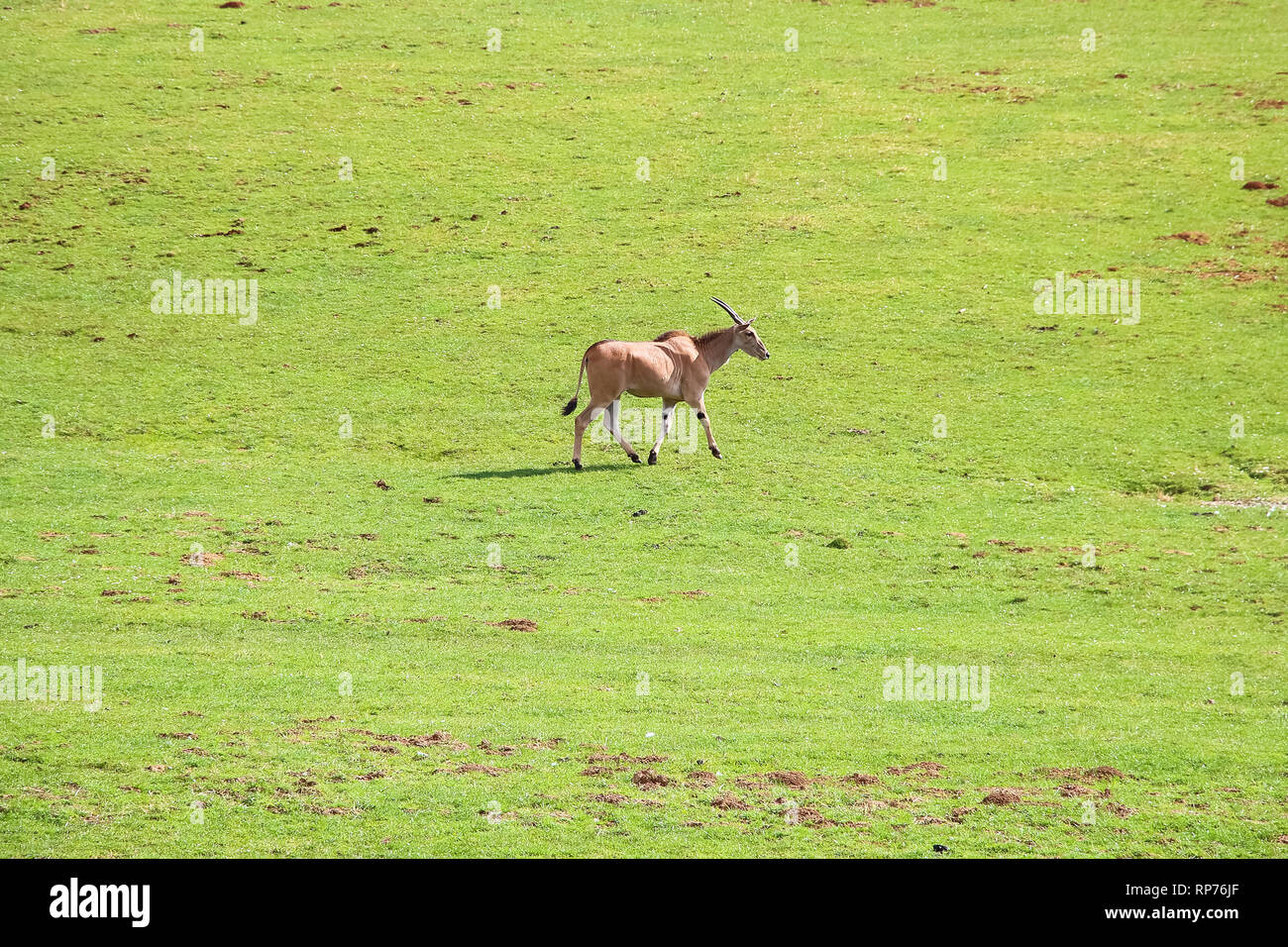 Gemeinsame Eland (Tauro Oryx), auch bekannt als die südlichen Eland oder Eland-Antilopen Stockfoto