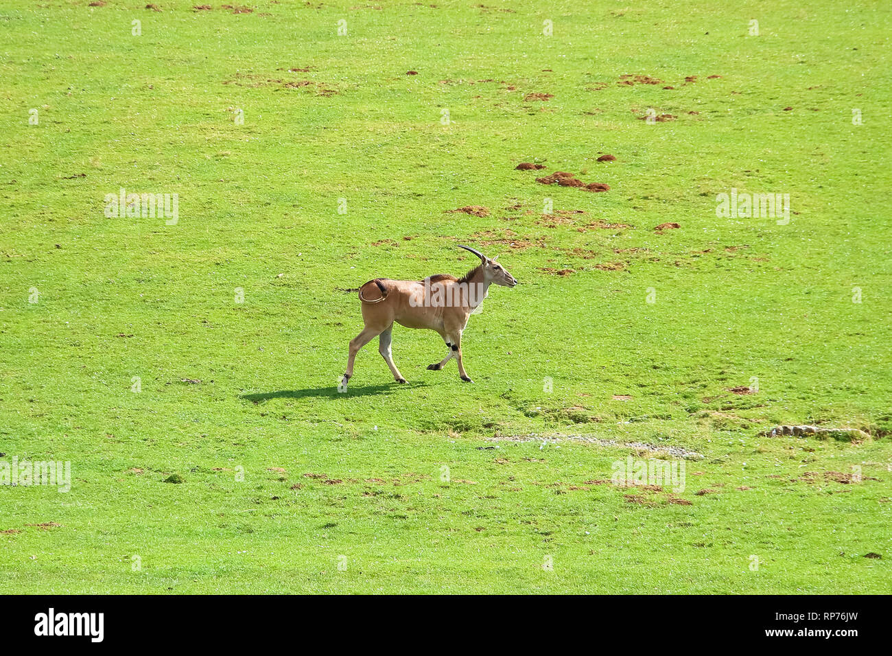 Gemeinsame Eland (Tauro Oryx), auch bekannt als die südlichen Eland oder Eland-Antilopen Stockfoto