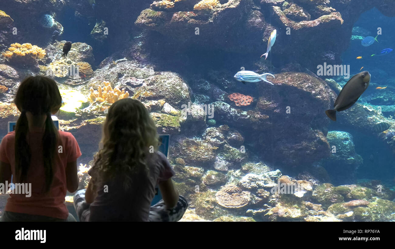Kinder identifizieren Fisch in einem großen öffentlichen Aquarium Stockfoto