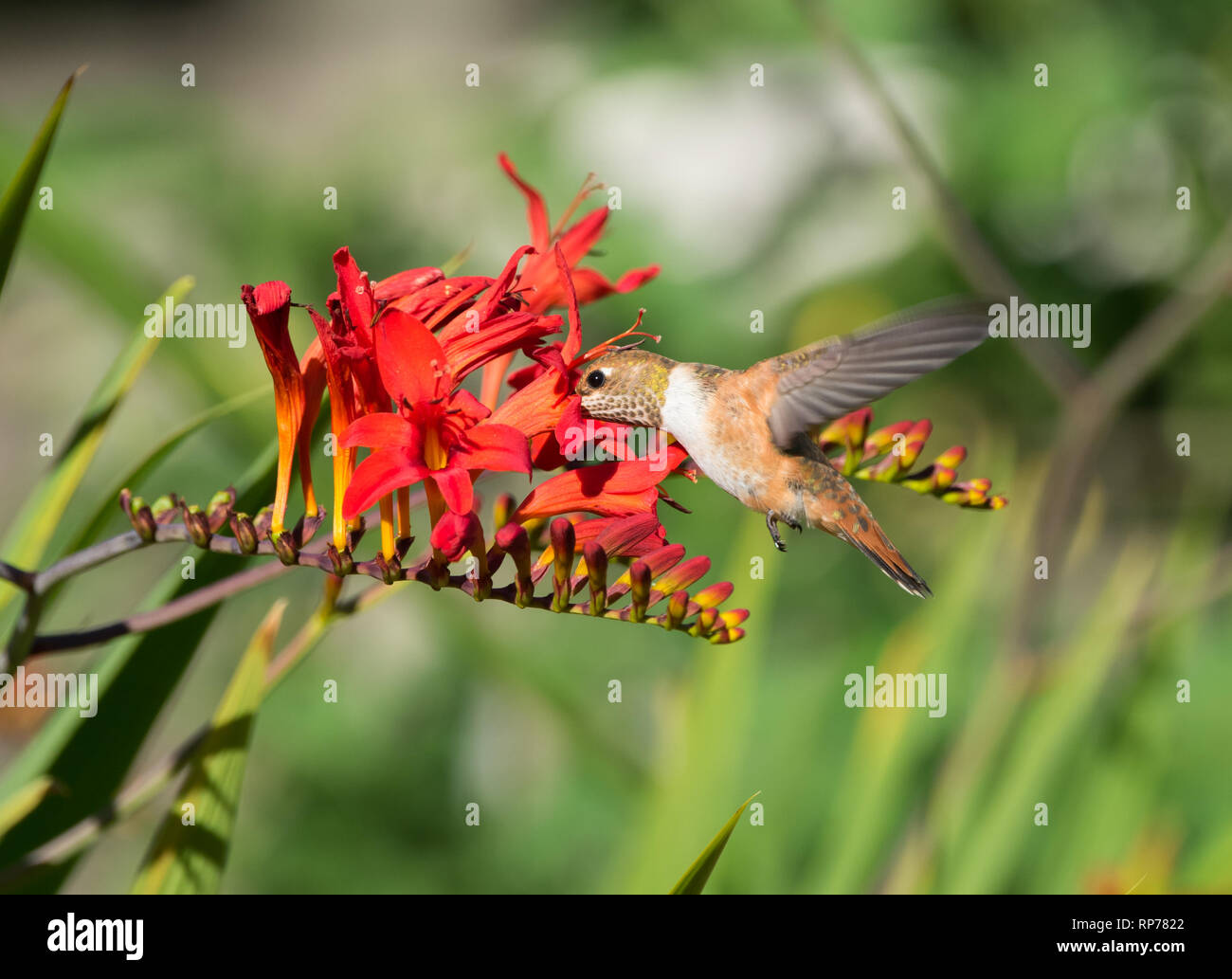 Ein Rufous Kolibri (Selasphorus rufus) ernähren sich von Nektar von rot Crocosmia Blumen Stockfoto