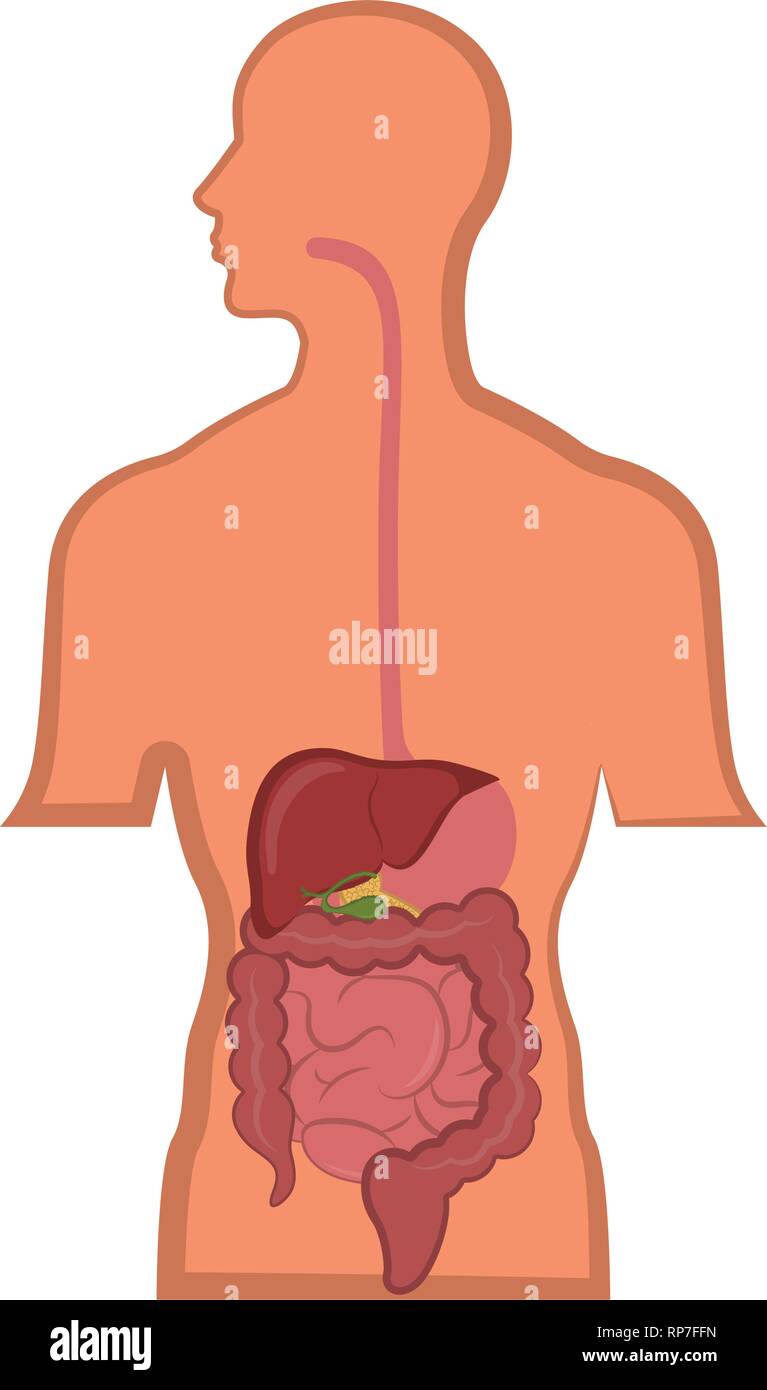 Menschliche Verdauungssystem im Körper eines Menschen Stock Vektor