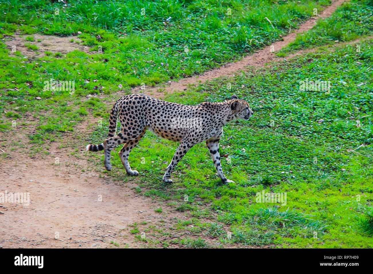 Afrikanische Geparden (Acinonyx jubatus) im Gras Stockfoto