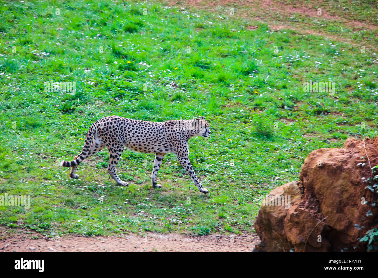 Afrikanische Geparden (Acinonyx jubatus) im Gras Stockfoto