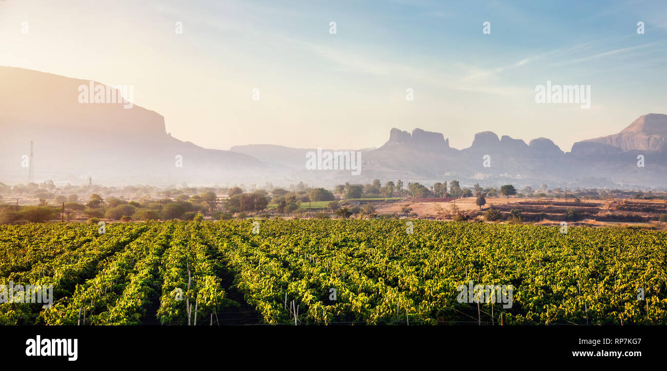 Weinberg bei Sonnenaufgang in das Dorf und die Berge im Hintergrund in Nasik, Maharashtra, Indien Stockfoto