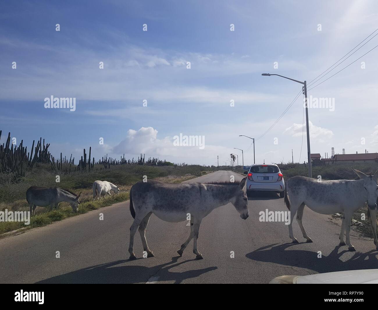 Aruba, was hält der Verkehr - ein Esel Stockfoto