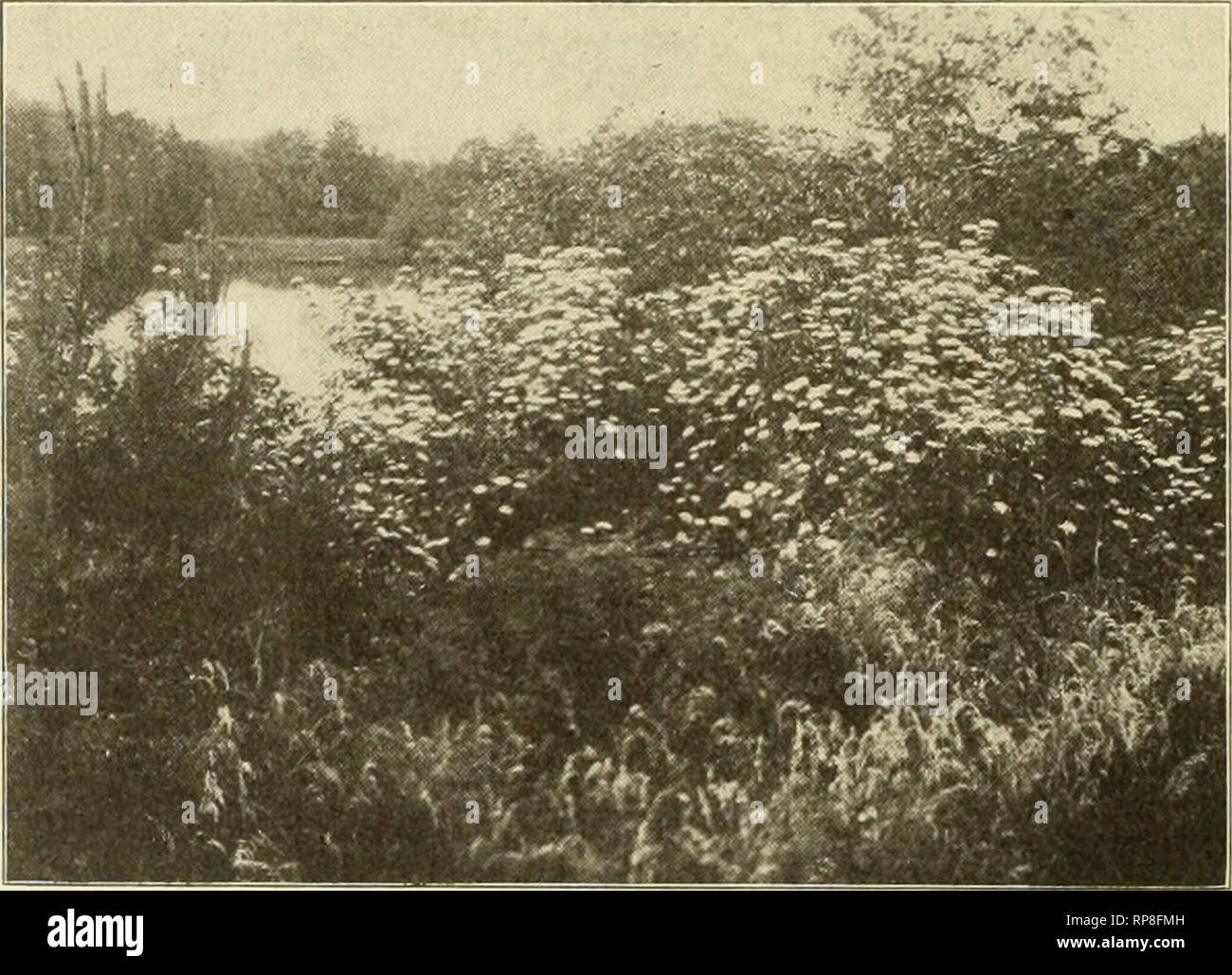 . Die amerikanische Florist: Eine wöchentliche Zeitschrift für den Handel. Blumenkultur ; Floristen. 372 Die amerikanische Florist. März 16, Gentlich so hoch wie 18 Fuß, kommt in Blüte etwa Mitte Mai. Der breite, flache, weiße Blütenstände sind sehr auffällig. Der stattliche rote Früchte, die in Juli reift dreht sich fast Schwarz im August und September. V. prunifolium, eine schöne native spe-Cies, manchmal unter der Annahme, dass die Proportionen eines einzigen stammte arboresent Strauch oder kleiner Baum, hat Snowy flache Blütenstände über Mai 25. Die prominente Cluster von bläulich-schwarzen Beeren sind sehr im August und September attraktiv. Stockfoto