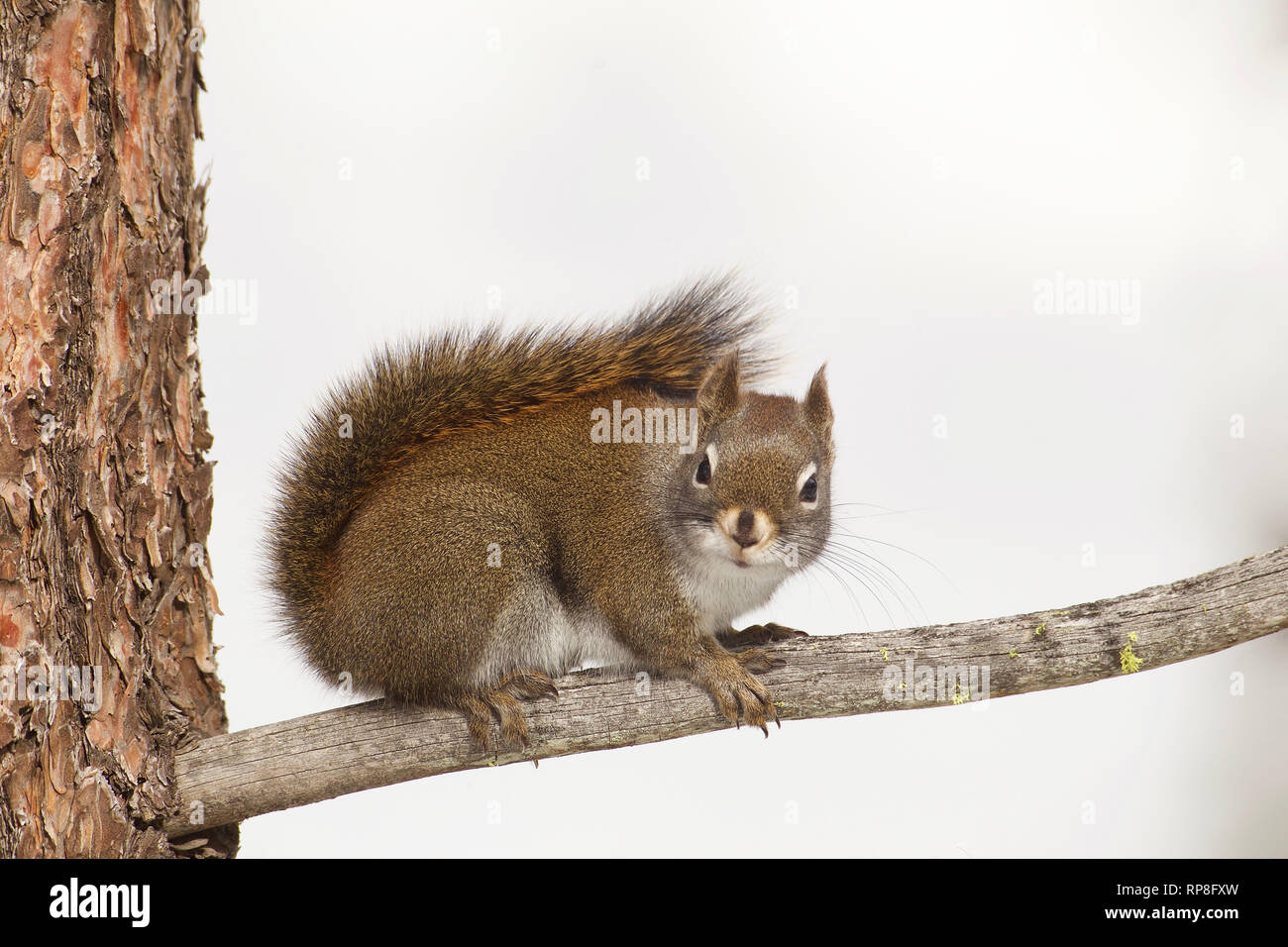 Eichhörnchen, alias Kiefer Eichhörnchen, auf Pine Tree Branch mit Baumstamm und isoliert weißer Winter Hintergrund Stockfoto