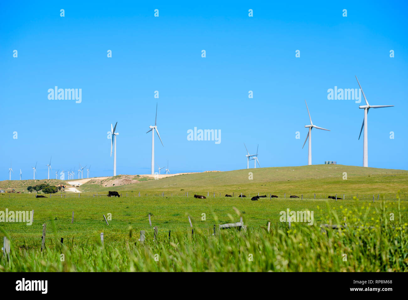 Windenergieanlagen auf Bauernhof mit Vieh weiden in ländlichen Victoria Australien Stockfoto