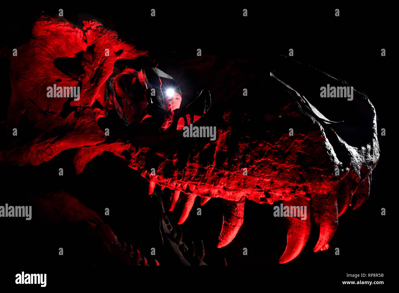 Woody Pratt, 8, Peers durch den Schädel eines Tyrannosaurus Rex auf der Sedgwick Museum in Cambridge während der Dämmerung in den Museen. Stockfoto