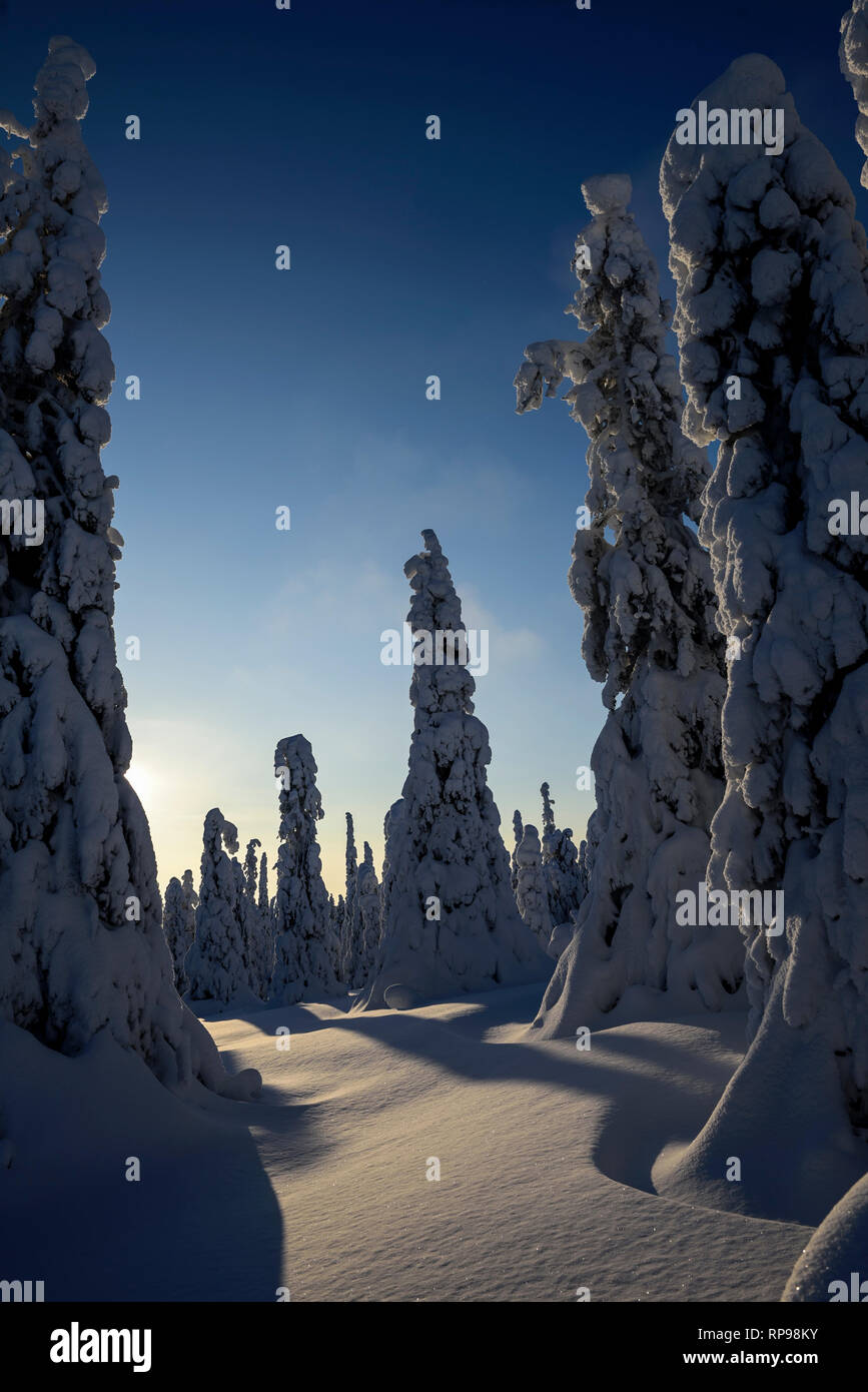 Schnee und Eis bedeckten Nadelbäume in Lappland, Finnland Stockfoto