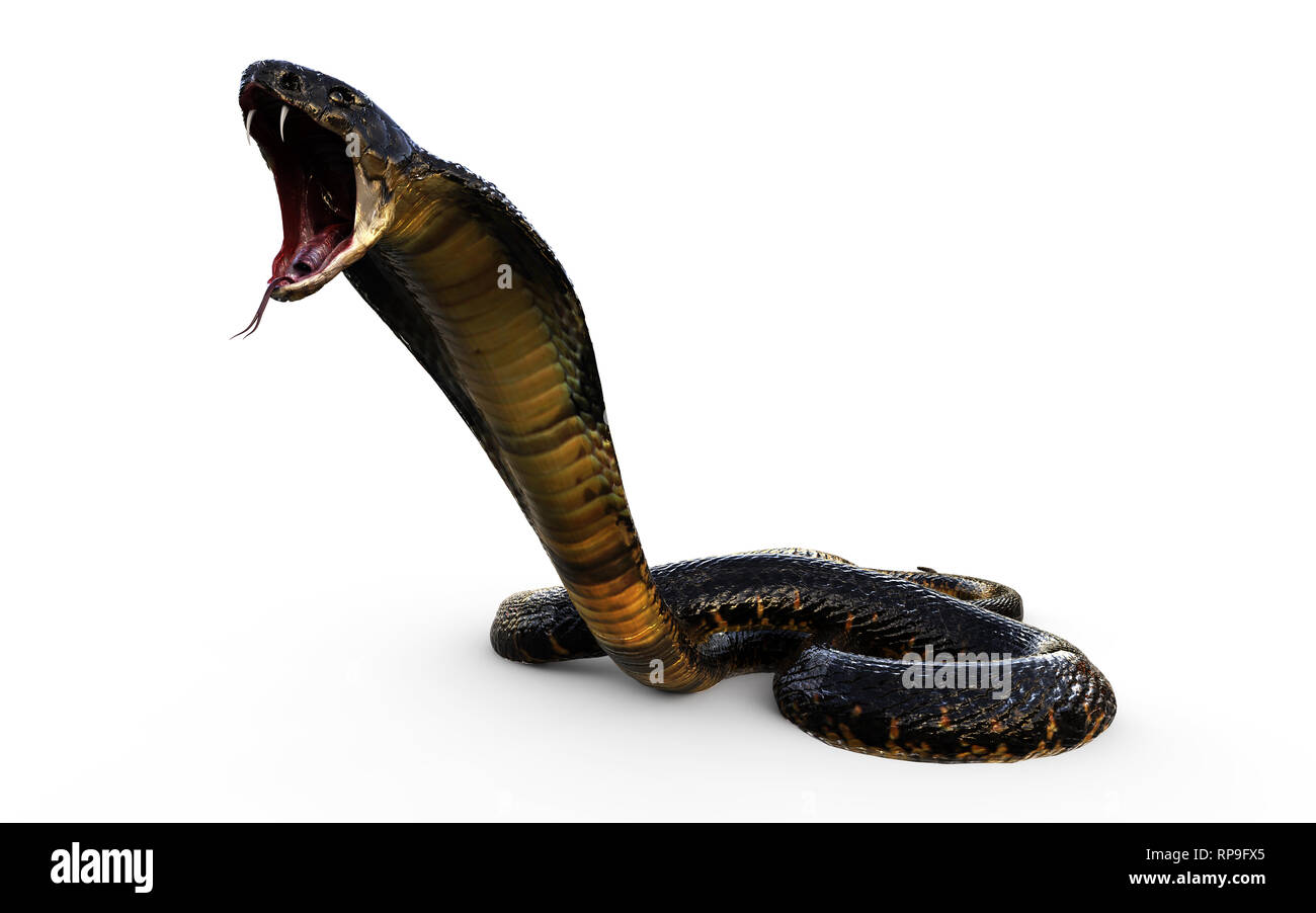 3D-Darstellung des Königs Cobra die weltweit längste Giftschlange isoliert auf weißem Hintergrund, King Cobra Snake, 3D-Rendering Stockfoto