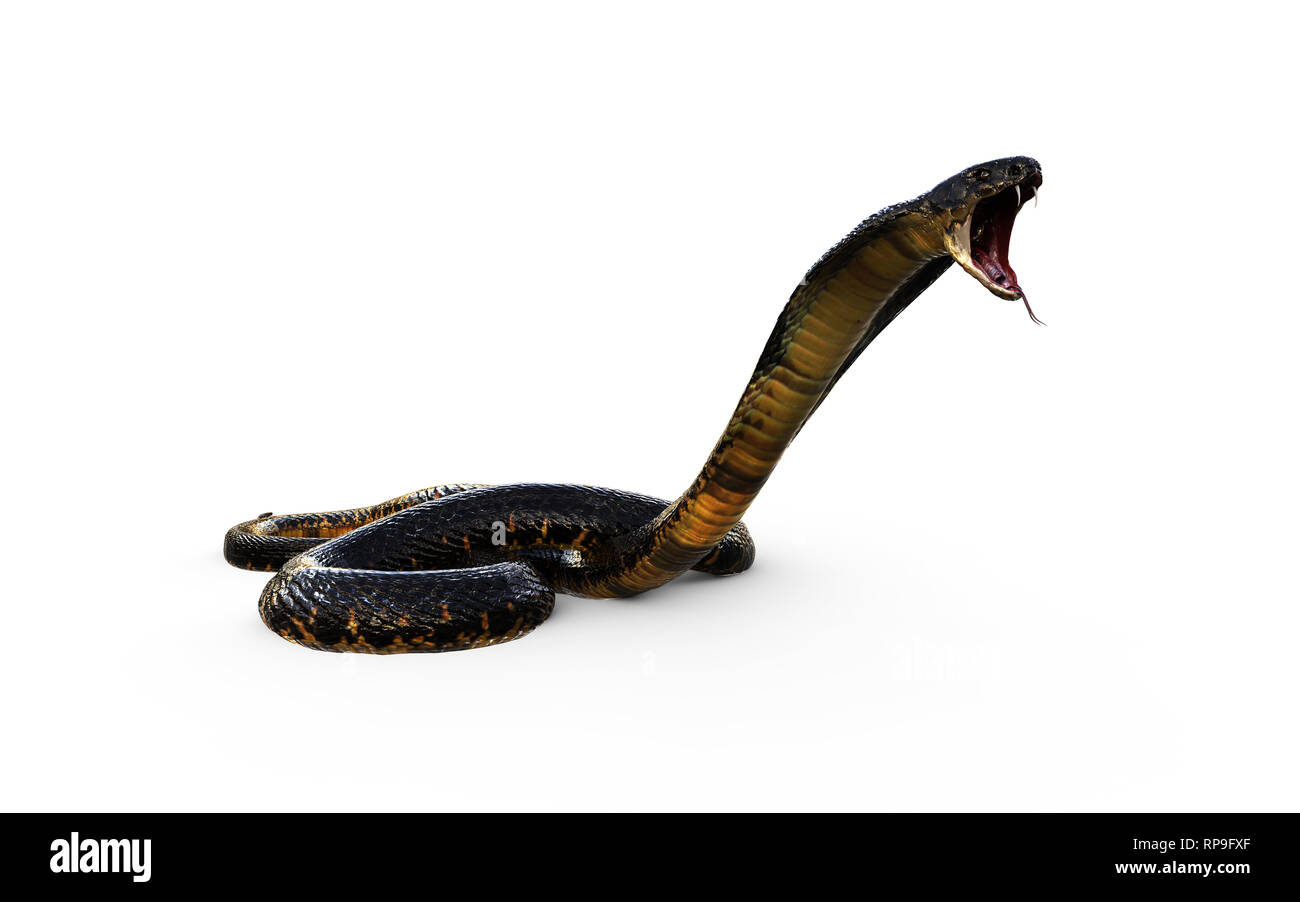 3D-Darstellung des Königs Cobra die weltweit längste Giftschlange isoliert auf weißem Hintergrund, King Cobra Snake, 3D-Rendering Stockfoto