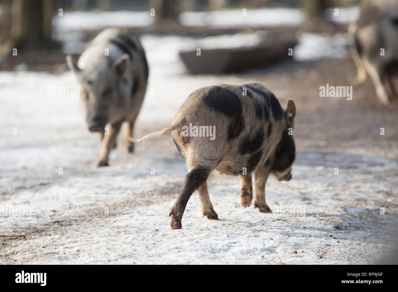 Bentheimer Schweine in einem Park im Frühling Stockfoto