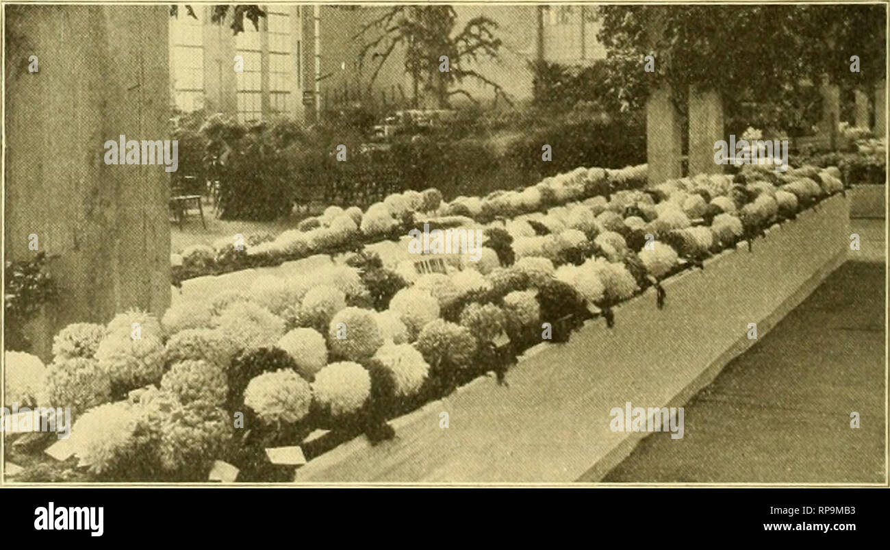 . Die amerikanische Florist: Eine wöchentliche Zeitschrift für den Handel. Blumenkultur ; Floristen. VASE mit CHRYSANTHEMEN FRAU. H.w. BUCKBEE, WORLD'S FAIR AUSSTELLUNG. Rhapis flabelliformis, hoch gelobt; J. A. Peterson, Pandanus Veitchii, hoch gelobt. Shaw Medaillen wurden zu F.R. Pierson, Bleib, Stadt, N.Y., für Nephrolepis Piersoni ausgezeichnet; John Scott, Brooklyn, N.Y., für Nephrolepis Scottii; Vaughan Same Store, Baby Rambler rose. Notizen. Die Anwesenheit der Fachbesucher war bemerkenswert, wie die Liste in einer anderen Spalte w/11 zeigen. Herr und Frau August empfing viele congratulatio Poehlmann Stockfoto