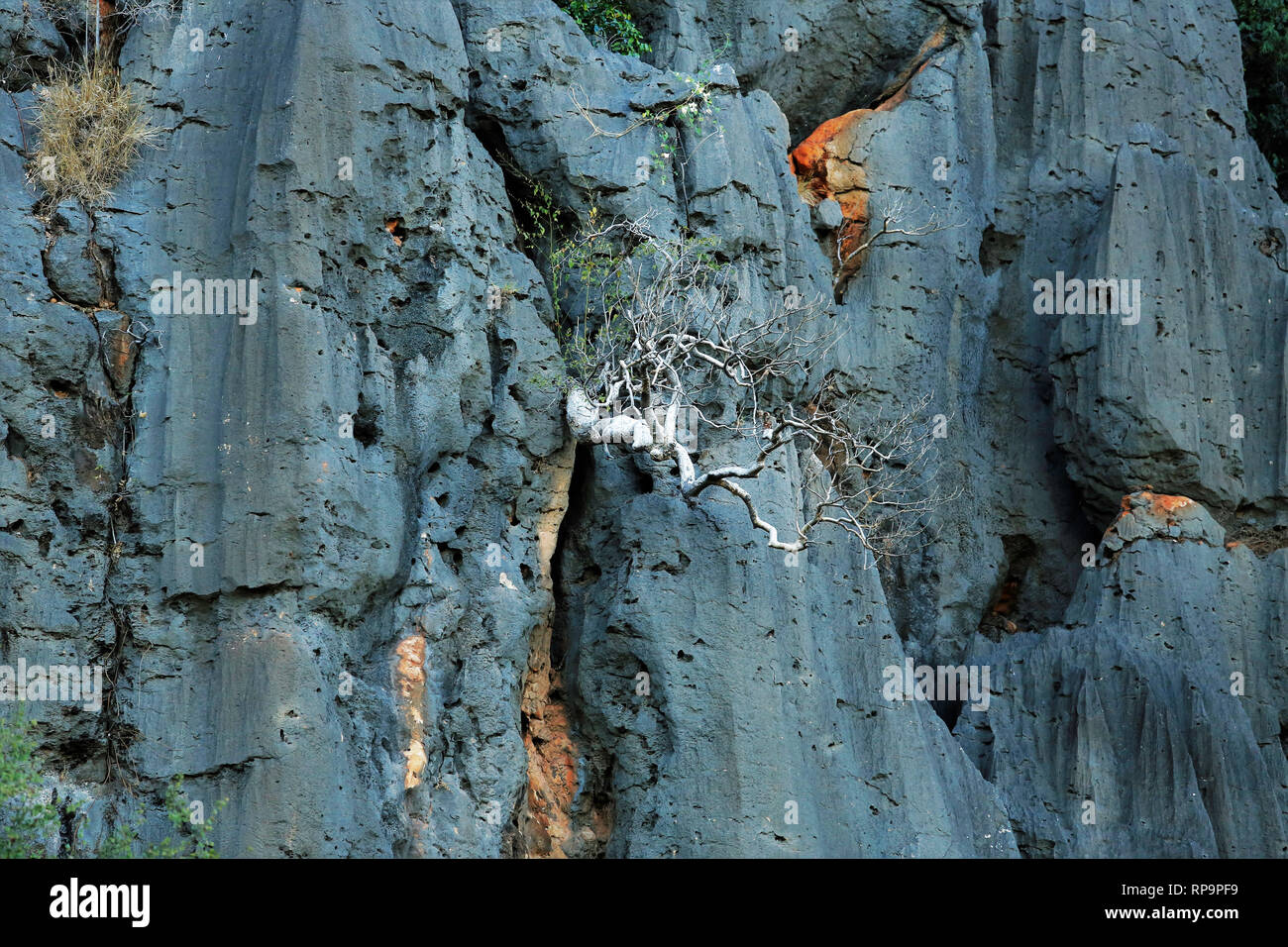 Reifen Boab Baum auf die Felswand im Windjana Gorge, Western Australia Stockfoto