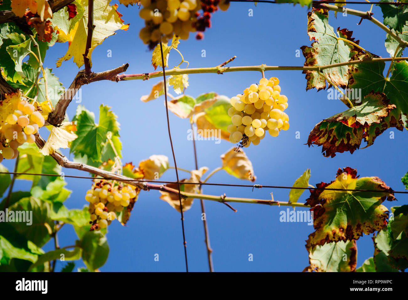 Lecker reif weiße Trauben auf dem Hintergrund des blauen Himmels Stockfoto