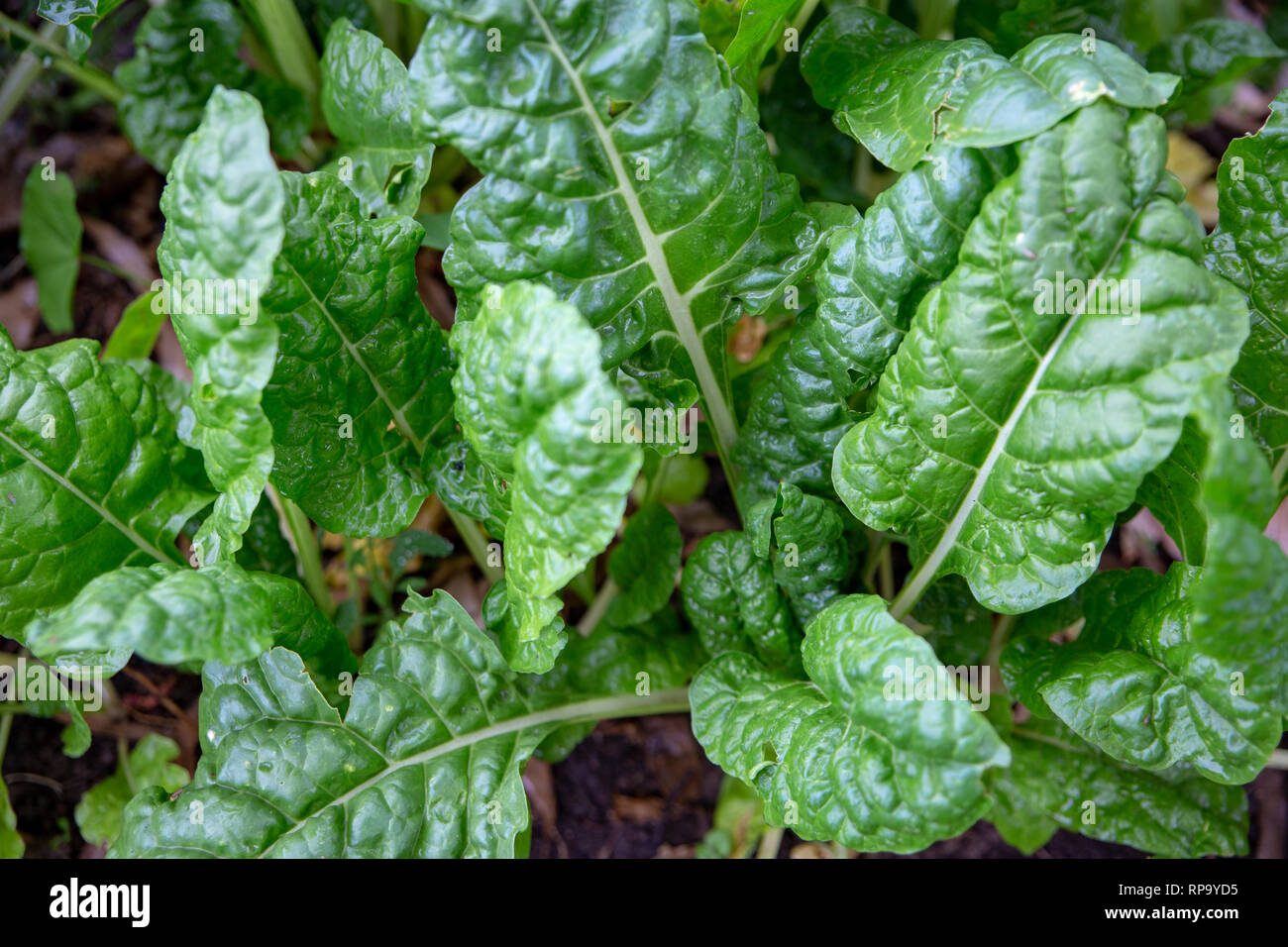 Gesunde organische silverbeet in einem Garten in Canterbury, Neuseeland wächst Stockfoto