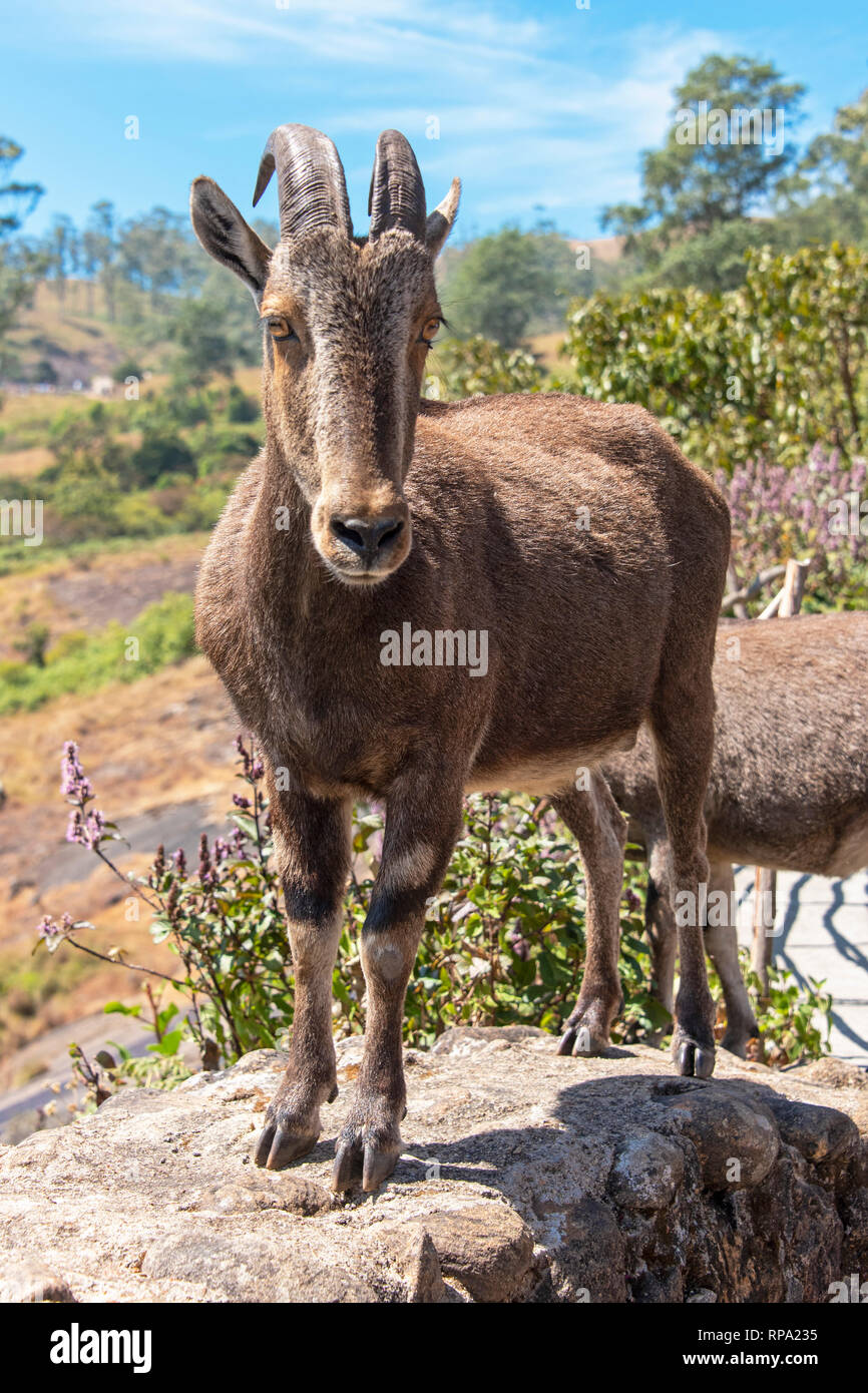 Ein Nilgiri Tahr (Nilgiritragus hylocrius) lokal wie die nilgiri Steinböcke oder einfach Steinböcke in der anamudi Shola National Park in Kerala bekannt. Stockfoto