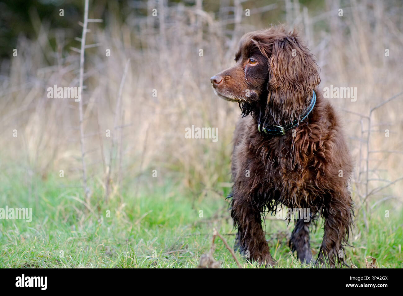 Braun working Cocker Spaniel. Stockfoto