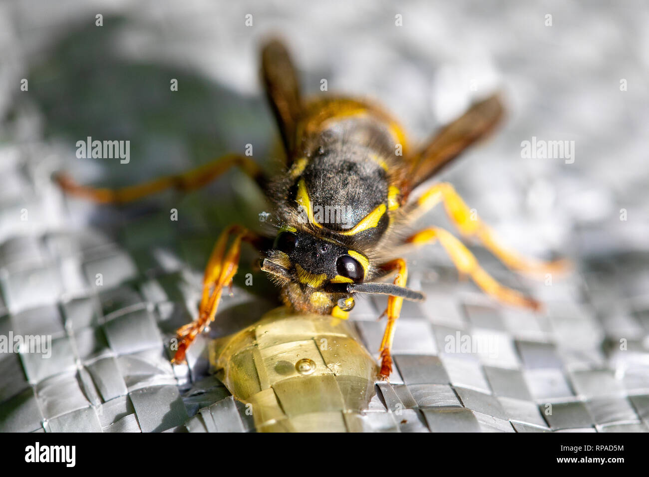 Flintshire, North Wales, 21. Februar 2019. UK Wetter: Feine, Milde und warme Wetter so früh Frühling Wetter ergreift und warme Wetter in vielen Teilen des Vereinigten Königreichs in den nächsten Tagen. Ein Queen Wasp kommen aus dem Winterschlaf und immer eine helfende Hand mit ein wenig Honig, wie Sie sich in der Sonne aalt sich in der Ortschaft Lixwm, North Wales, UK © DGDImages/AlamyLiveNews Stockfoto