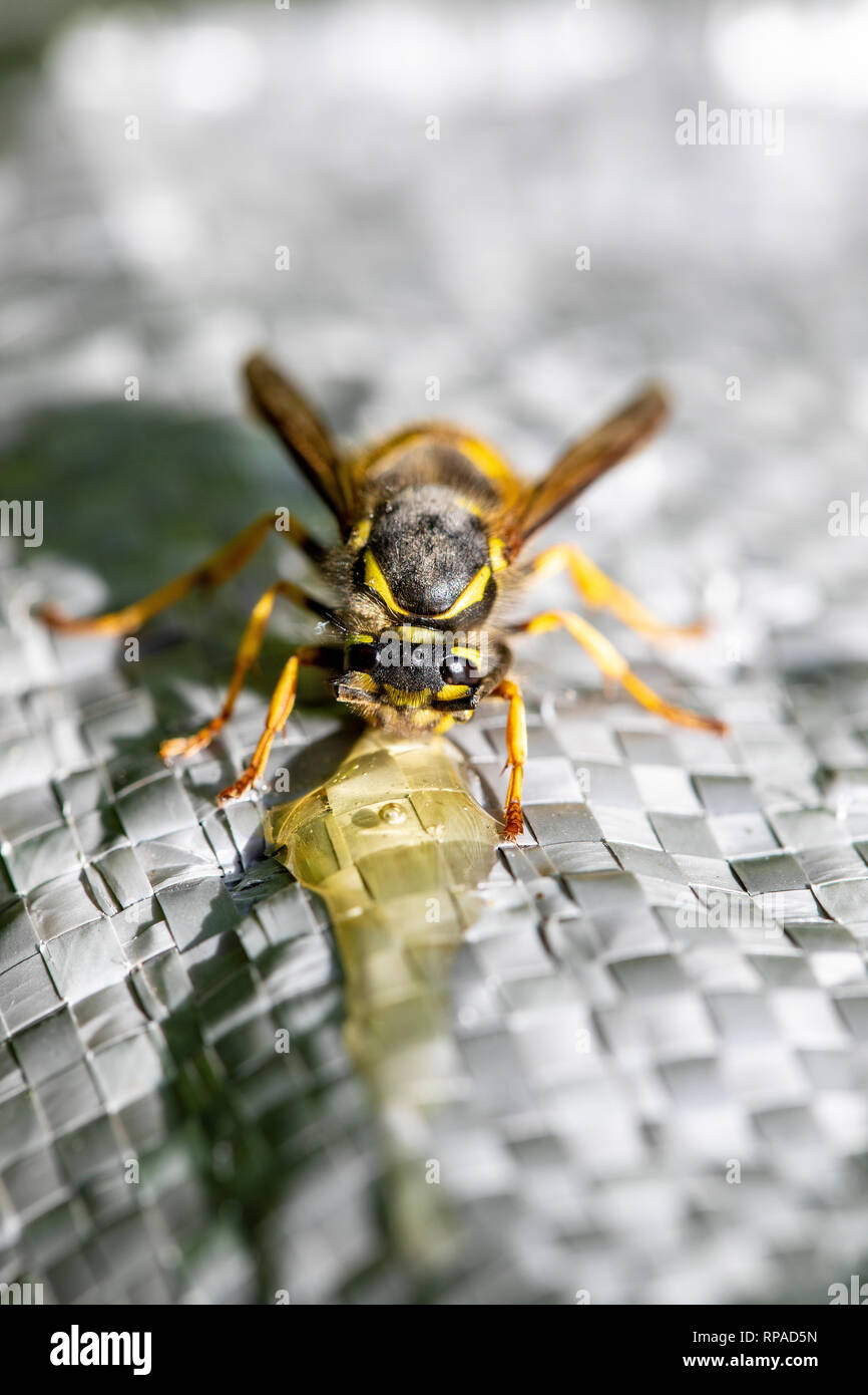 Flintshire, North Wales, 21. Februar 2019. UK Wetter: Feine, Milde und warme Wetter so früh Frühling Wetter ergreift und warme Wetter in vielen Teilen des Vereinigten Königreichs in den nächsten Tagen. Ein Queen Wasp kommen aus dem Winterschlaf und immer eine helfende Hand mit ein wenig Honig, wie Sie sich in der Sonne aalt sich in der Ortschaft Lixwm, North Wales, UK © DGDImages/AlamyLiveNews Stockfoto