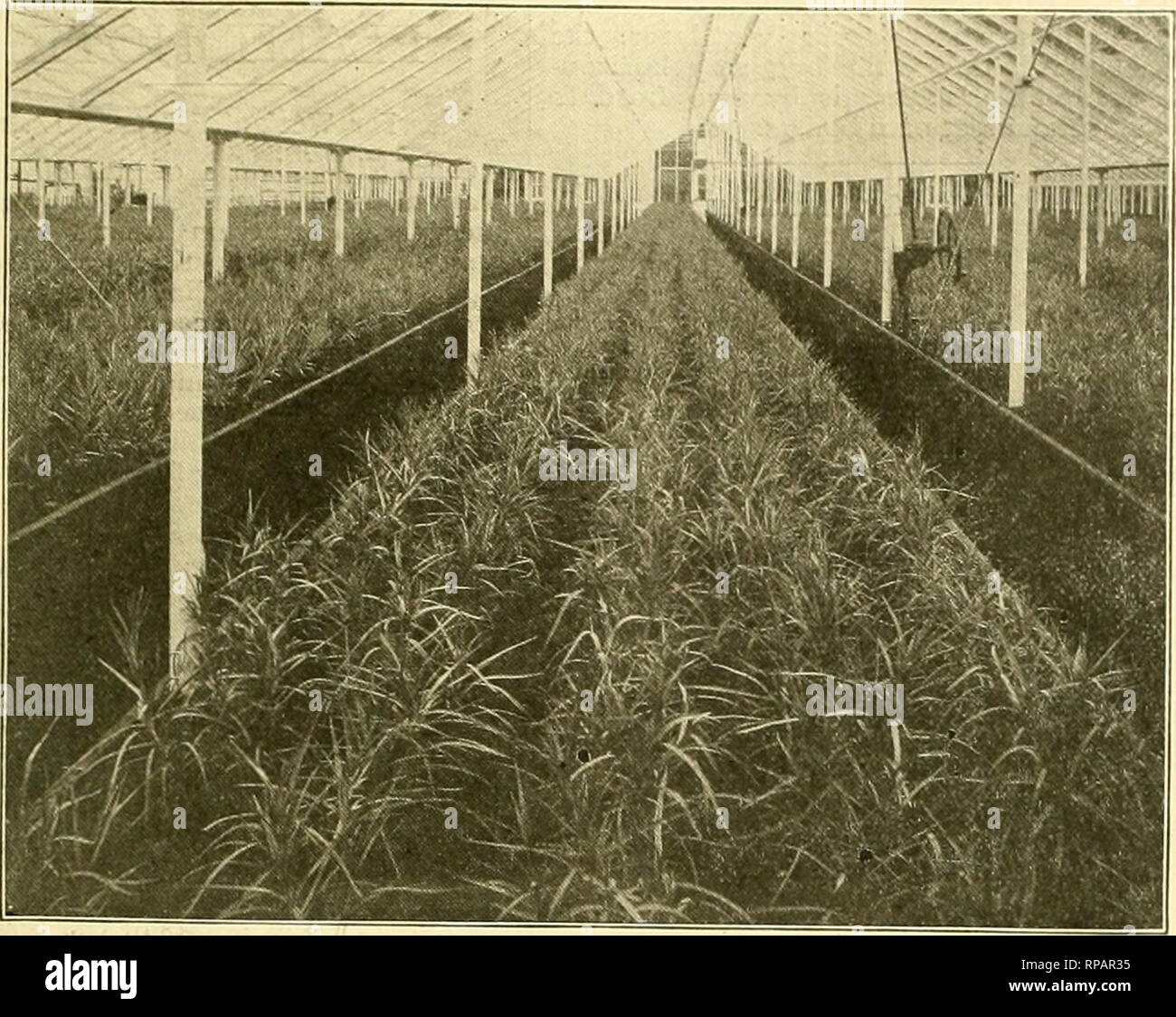 Die Amerikanische Florist Eine Wochentliche Zeitschrift Fur Den